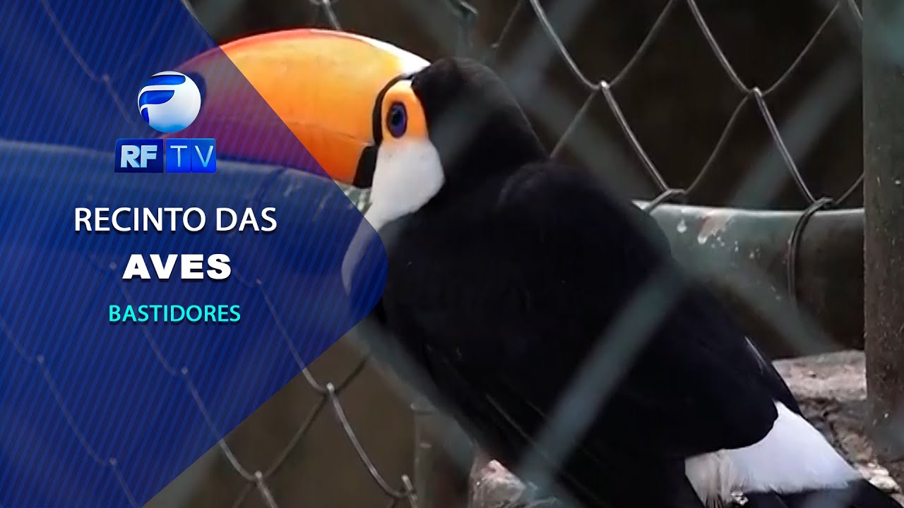 Conhe A O Recinto Das Aves Do Bosque Dos Jequitib S Rftv