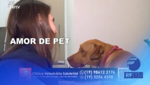 Amor pelos pets define  escolha  profissional