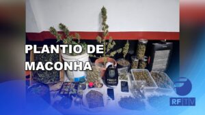 Após denúncia anônima, Força Tática encontra cultivo de maconha em Barão Geraldo