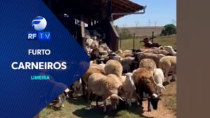 Criminosos invadem fazenda e levam mais 100 carneiros em Limeira.