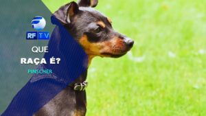 Que raça é? Conheça a raça pinscher