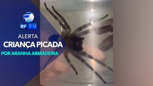 Menino de 3 anos é picado por aranha armadeira