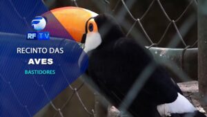 Conheça o recinto das aves do Bosque dos Jequitibás